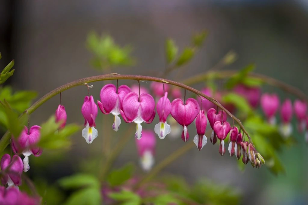This image has an empty alt attribute; its file name is Bleeding-heart-1024x682.jpg