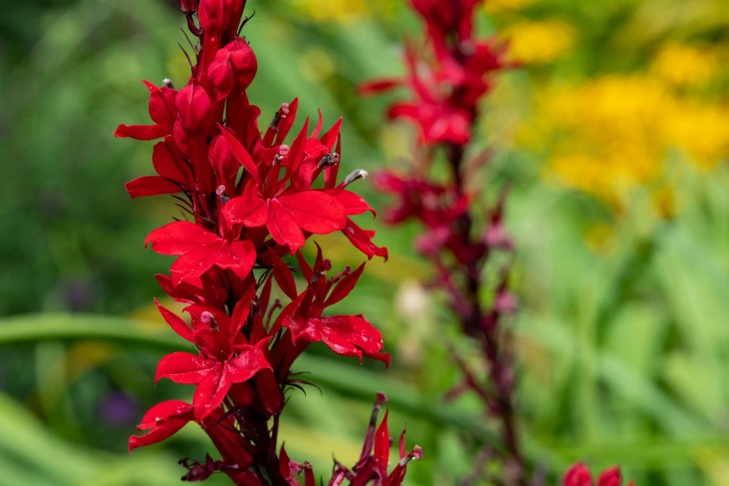 Cardinal flower 