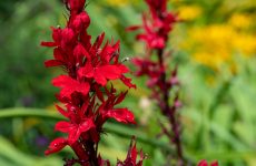 38 Perfect Native Plants For Hummingbirds