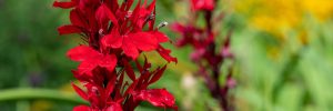 38 Perfect Native Plants For Hummingbirds