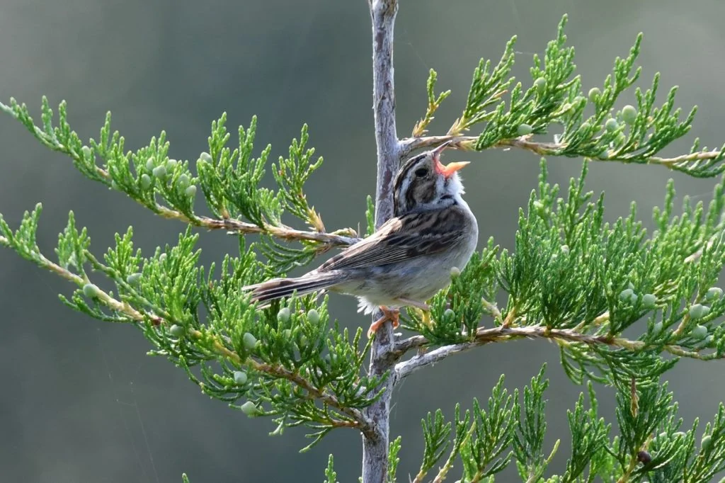 This image has an empty alt attribute; its file name is Clay-colored-sparrow-2-1024x682.jpg