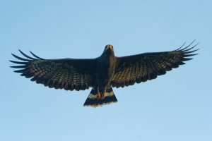 18 Species Of Hawks In Texas – Picture And ID Guide