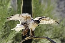 20 Largest Birds In South Dakota (By Weight, Length, Wingspan)