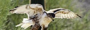 All The Birds Of Prey In Wisconsin And Their Calls