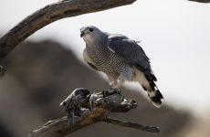 All The Birds Of Prey In Oklahoma And Their Calls
