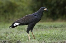 All The Birds Of Prey In Florida And Their Calls