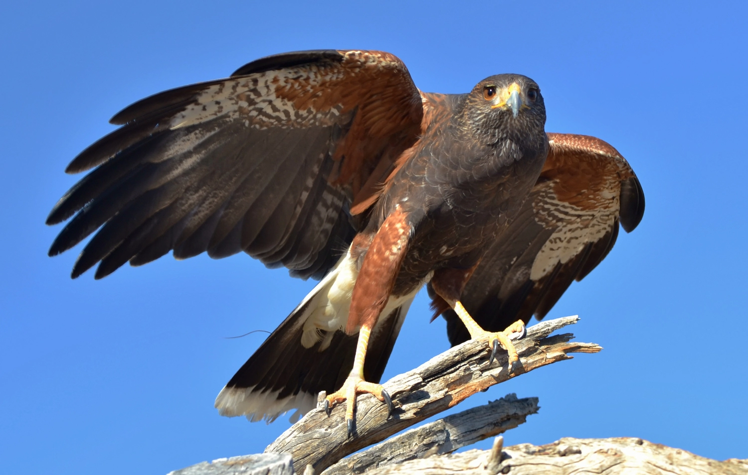 Harris-Hawk