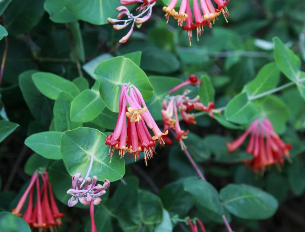 This image has an empty alt attribute; its file name is Honeysuckle-Lonicera-sempervirens-1024x778.jpg