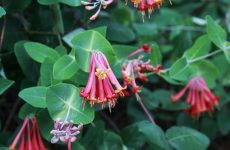 25 Tubular Flowers For Hummingbirds