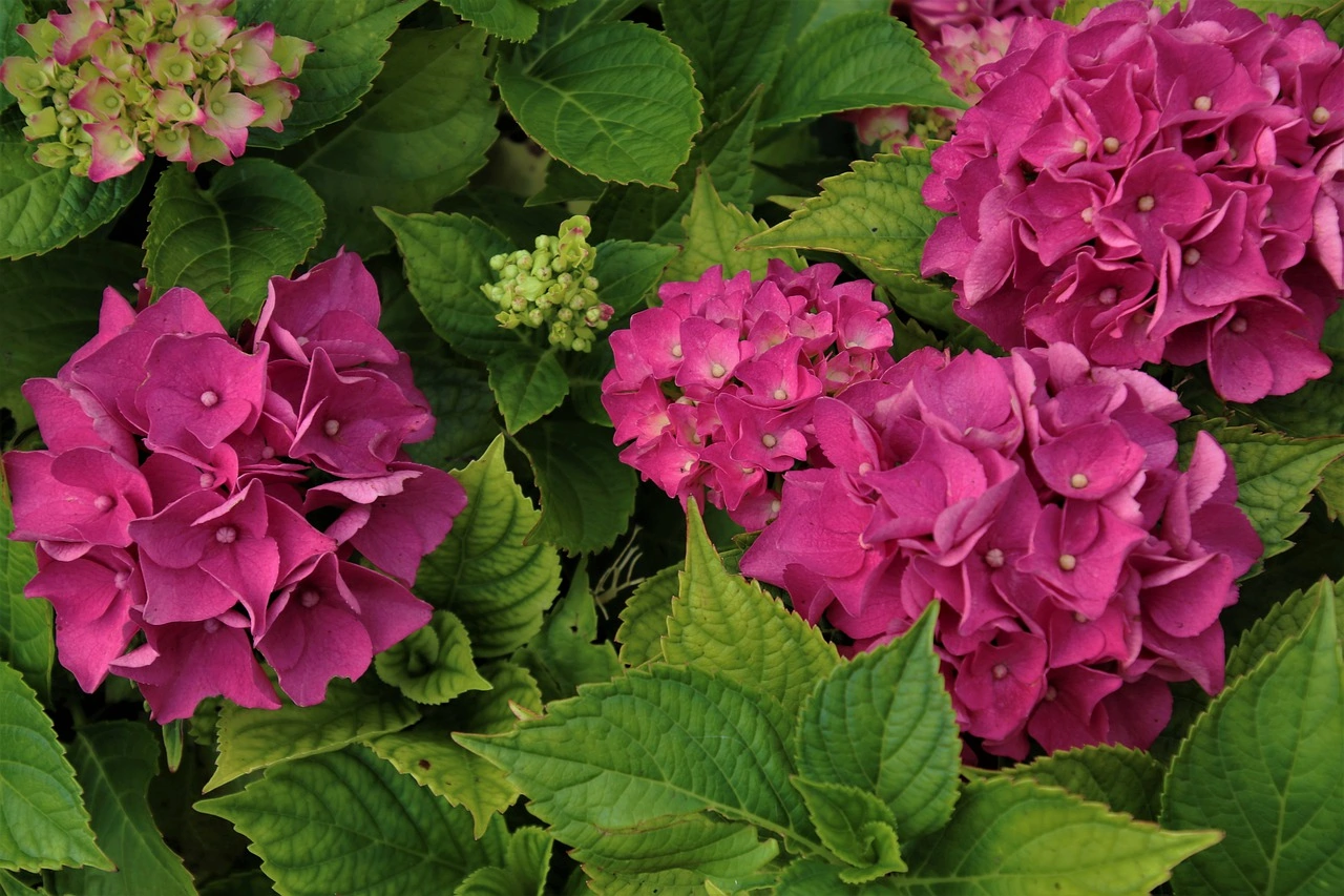 hydrangea