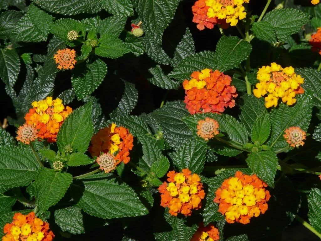 Lantana