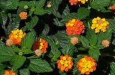 20 Orange Flowers That Hummingbirds Like