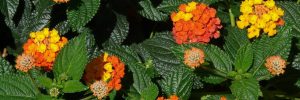 20 Orange Flowers That Hummingbirds Like