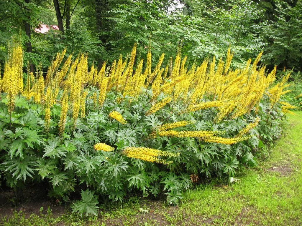 This image has an empty alt attribute; its file name is Ligularia-1024x768.jpg