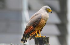 Roadside Hawk