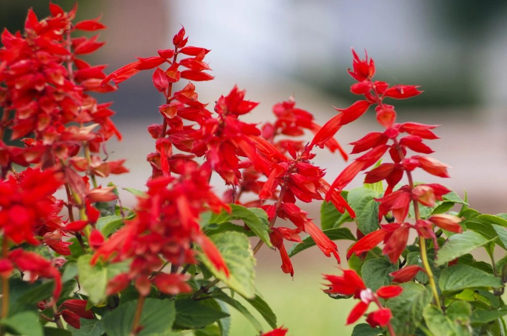 This image has an empty alt attribute; its file name is Salvia-coccinea-scarlet-sage-1024x680.jpg