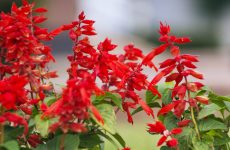 Salvias For Hummingbirds