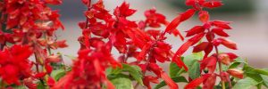 Salvias For Hummingbirds