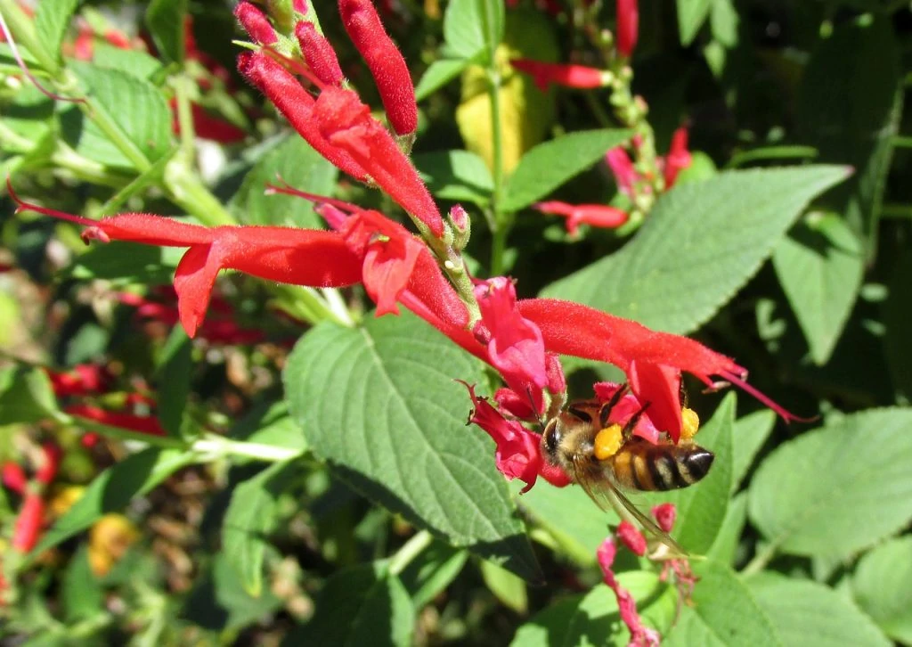 Salvia-elegans-Pineapple-sage