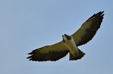 Short-tailed Hawk