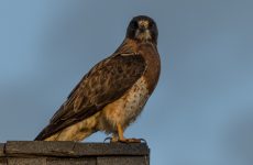 All The Birds Of Prey In Nevada And Their Calls
