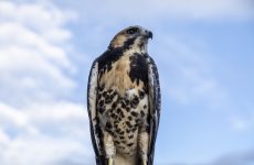 White-tailed Hawk