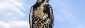 White-tailed Hawk