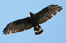 Zone-tailed Hawk