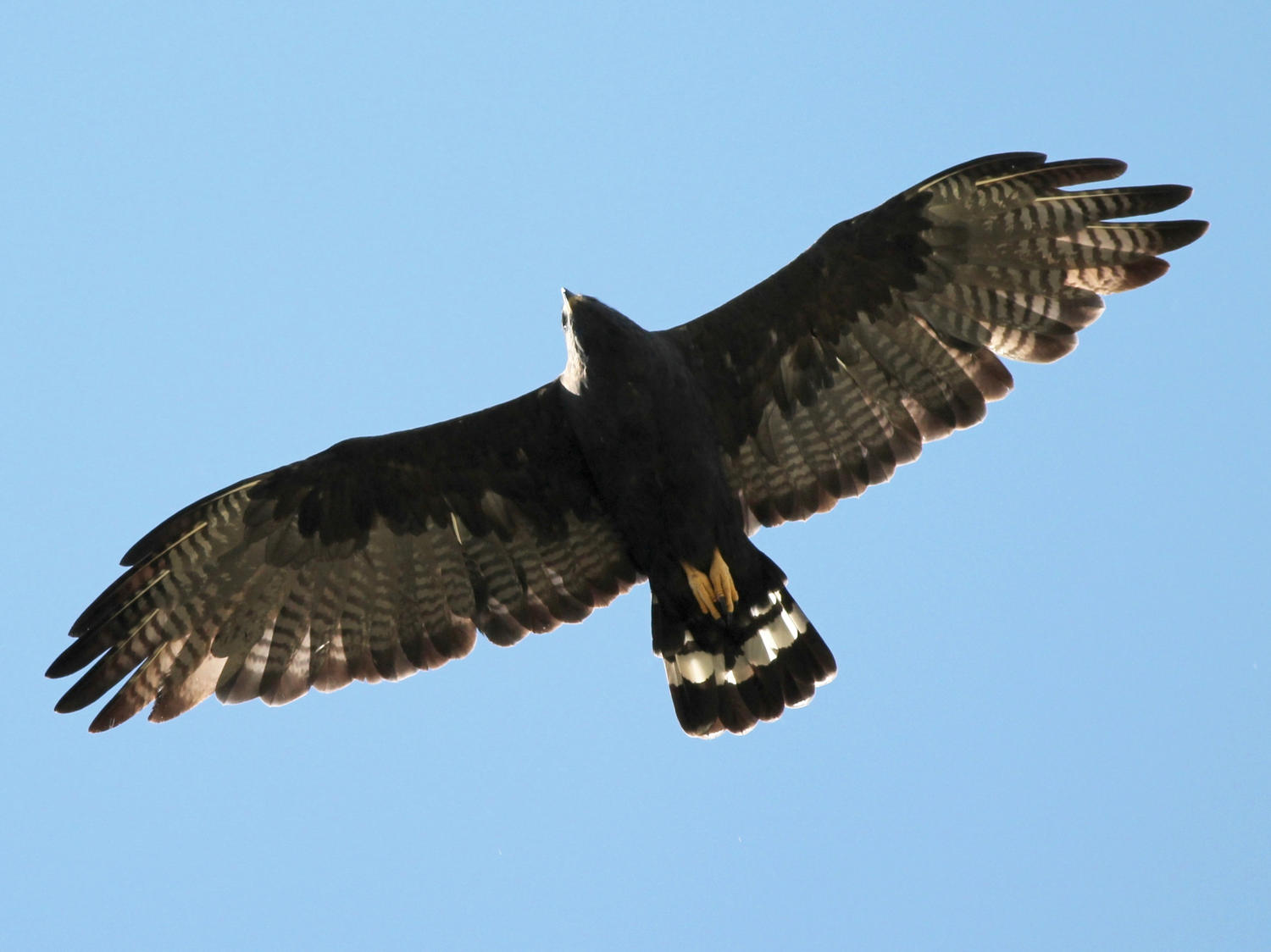 Zone-tailed Hawk