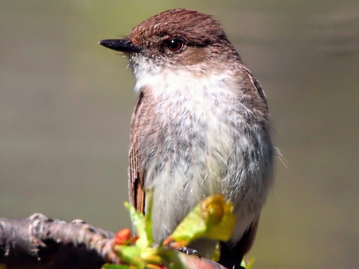 eastern phoebe