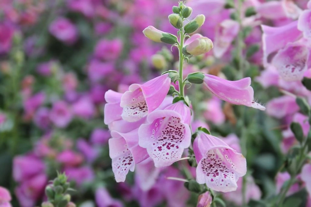 This image has an empty alt attribute; its file name is foxglove-1024x682.jpg