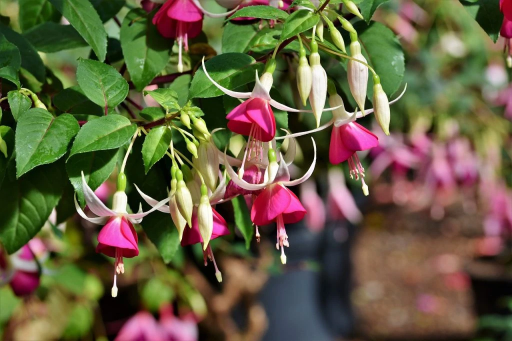 This image has an empty alt attribute; its file name is fuchsia-1024x682.jpg