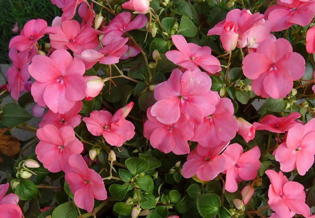 This image has an empty alt attribute; its file name is impatiens-1024x710.jpg