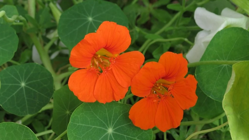This image has an empty alt attribute; its file name is nasturtiums-1024x575.jpg