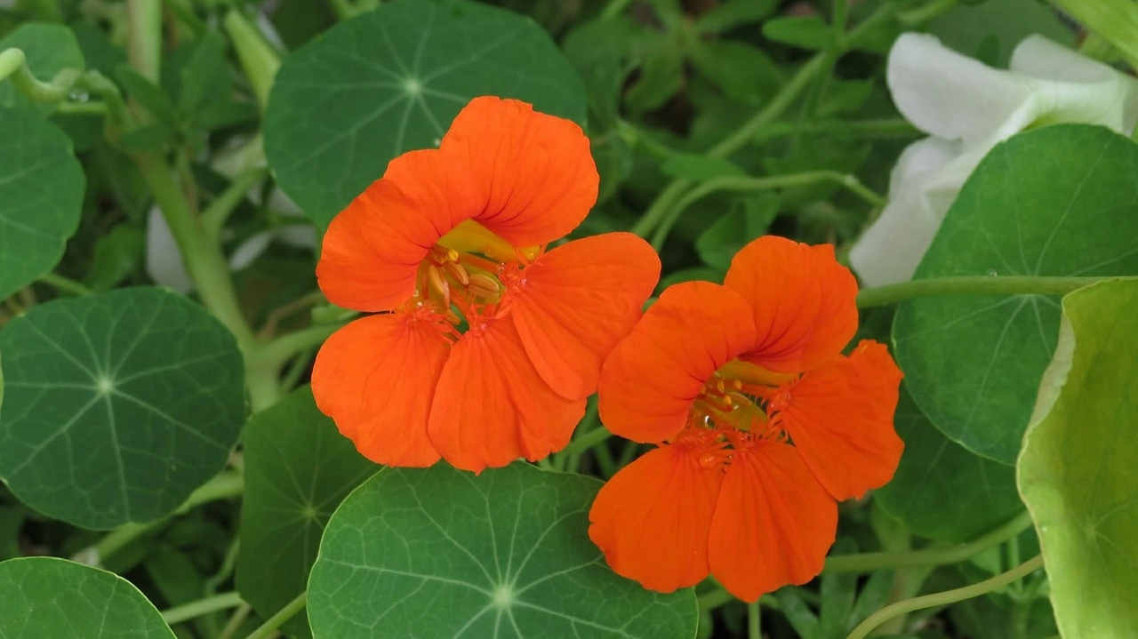 nasturtiums