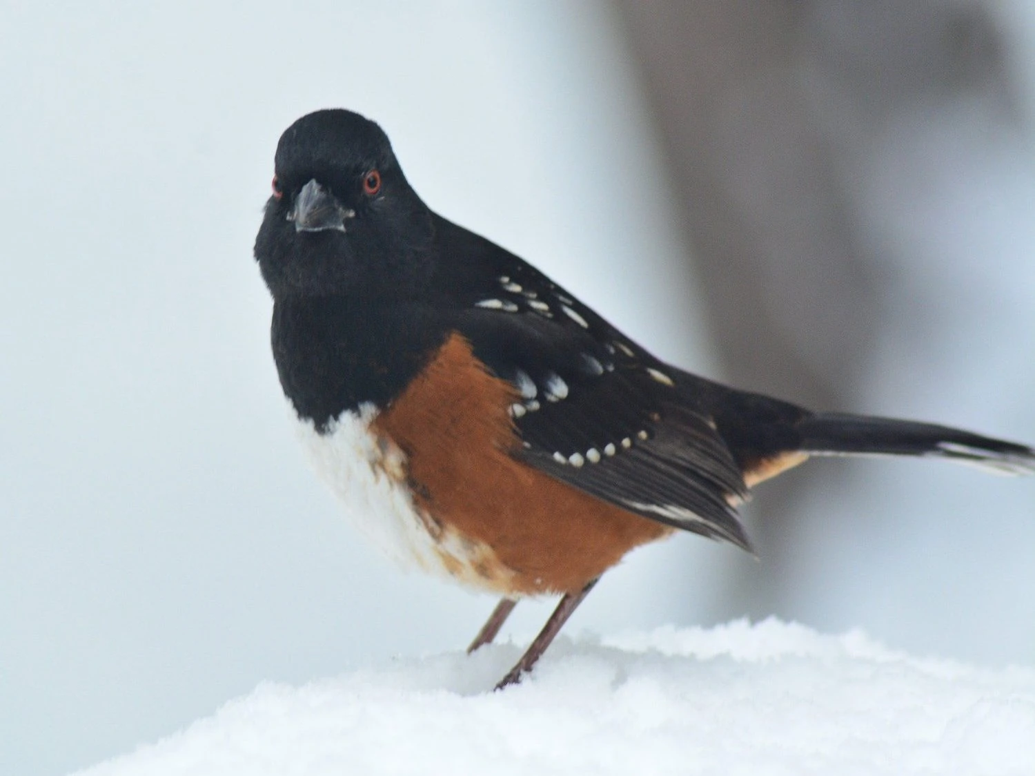 spotted towhee