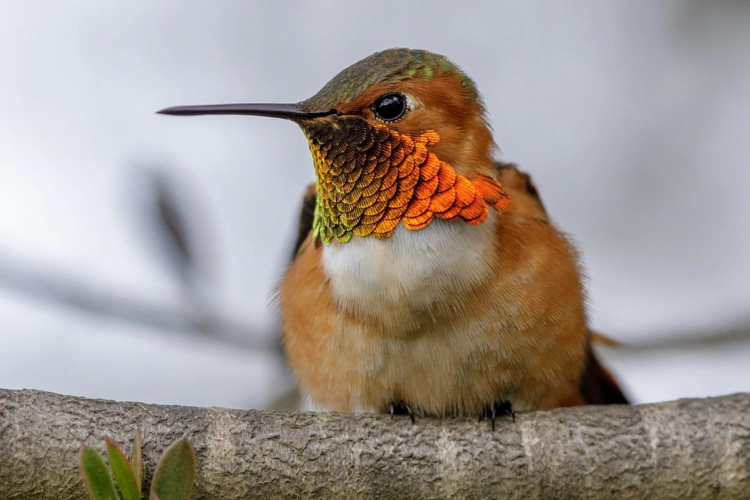 Allens hummingbird male