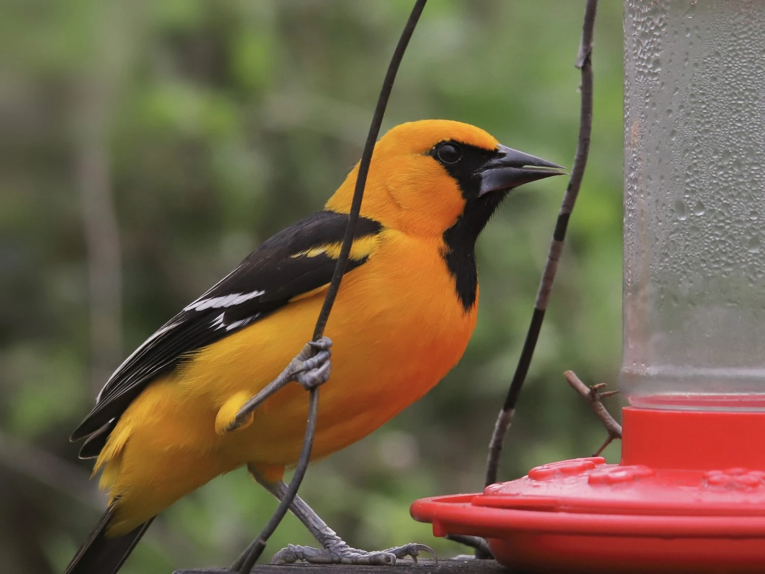 Altamira Oriole