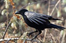 5 Types Of Crows and Magpies In Massachusetts (And Their Calls)