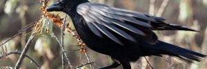 4 Species Of Crows and Magpies In Delaware And Their Calls