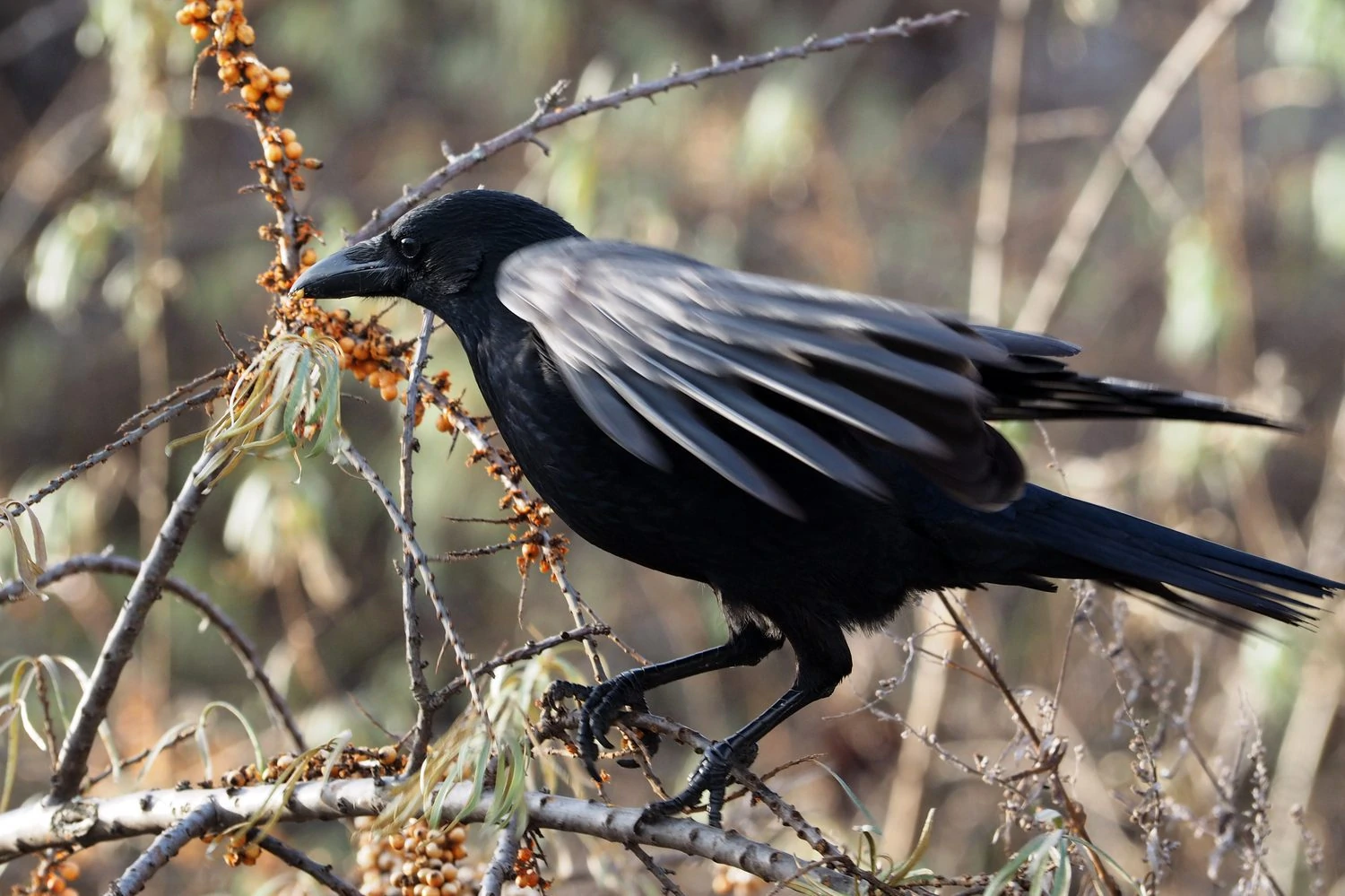 American Crow for identification