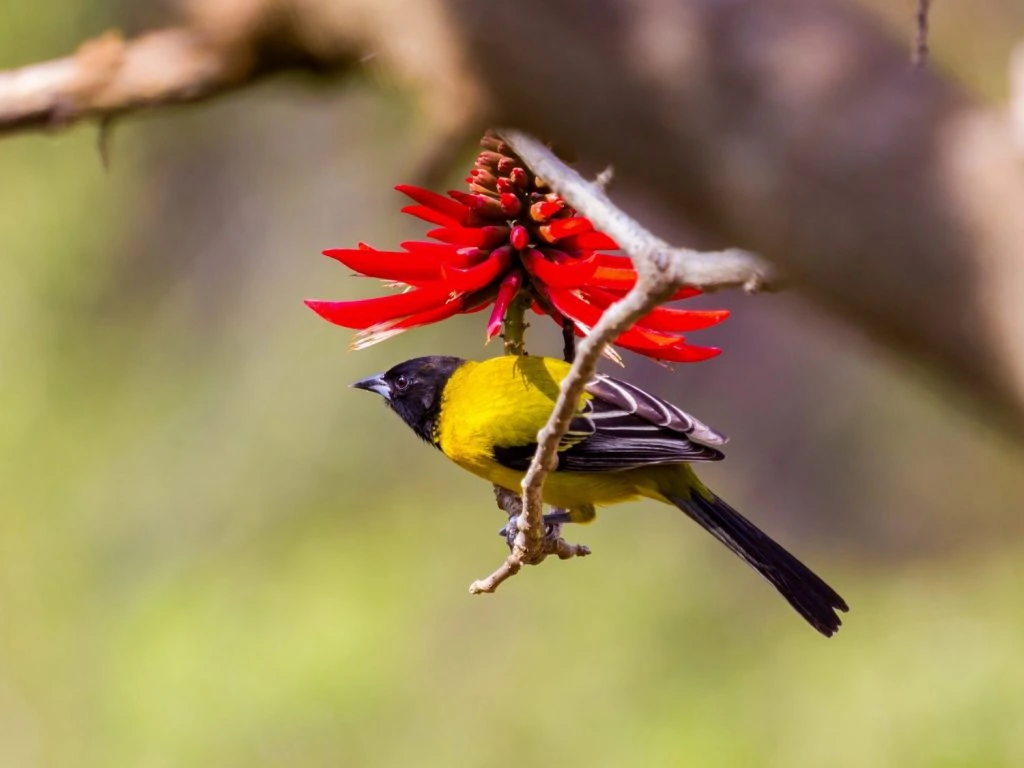 Audubons Oriole