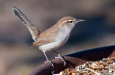 7 Species of Wrens in Virginia- Picture and ID Guide