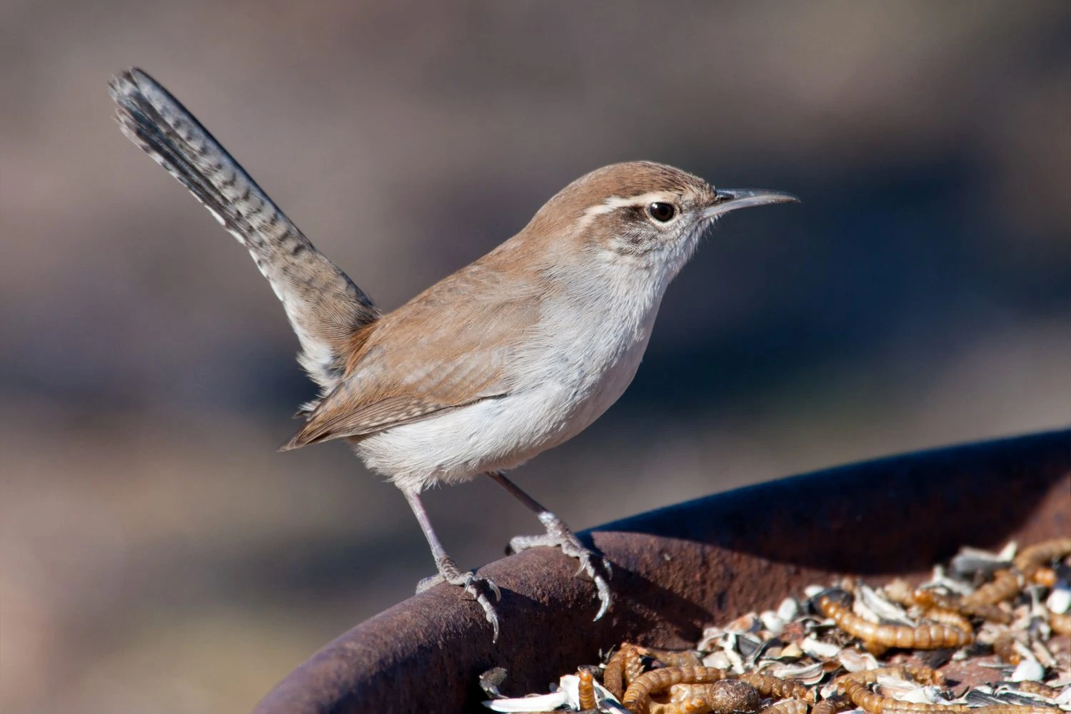 Bewick's Wren