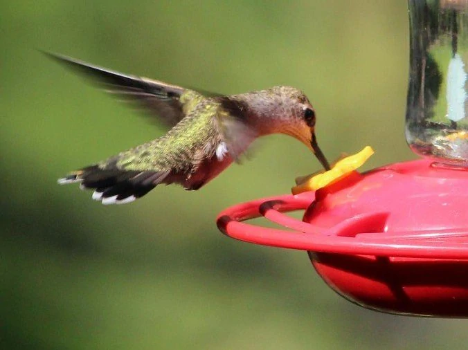 Black chinned hummingbird female