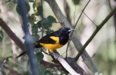 Black-vented Oriole