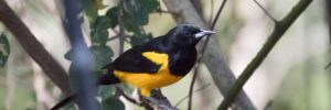 Black-vented Oriole