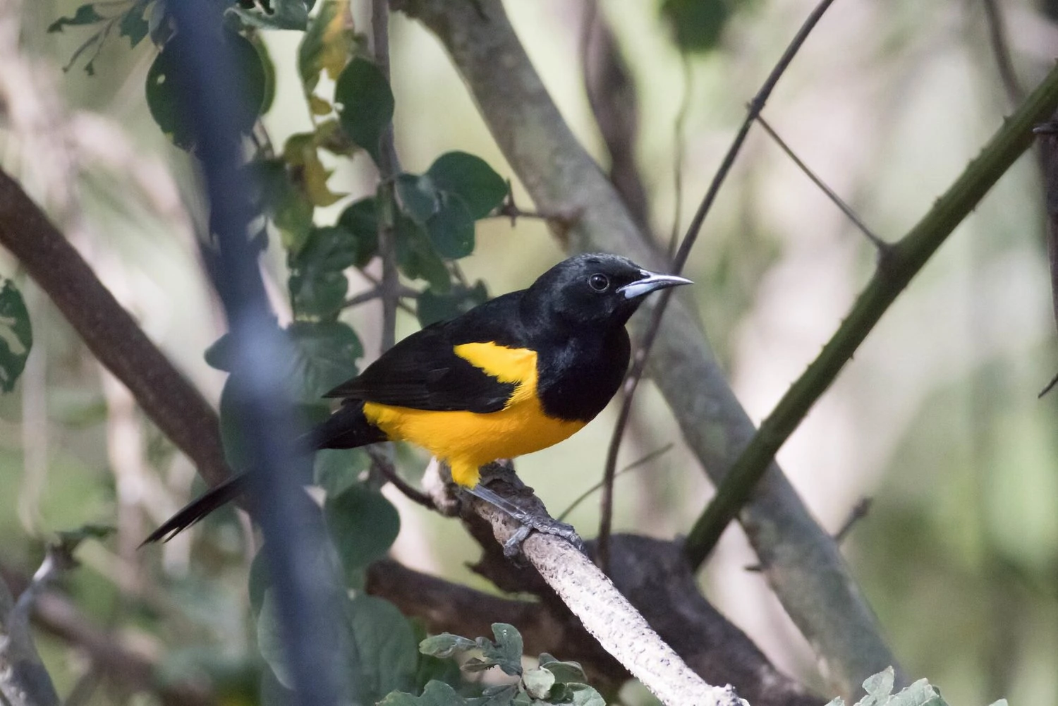 This image has an empty alt attribute; its file name is Black-vented-Oriole-cc-edited.jpg