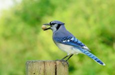 8 Types Of Crows And Jays In Alberta (And Their Calls)