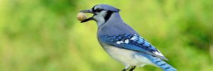 4 Types Of Crows And Jays In Nova Scotia (And Their Calls)